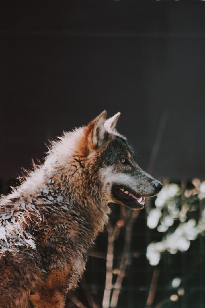 CLOSE-UP OF DOG LOOKING AWAY OUTDOORS