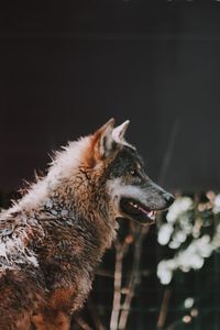 Close-up of dog looking away