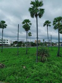 Palm trees on field against sky