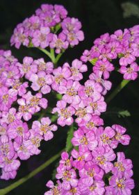 flowering plant