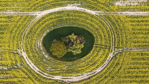 High angle view of agricultural field