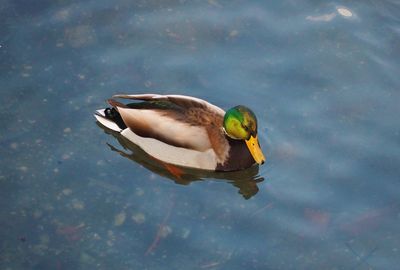 High angle view of a duck swimming in lake