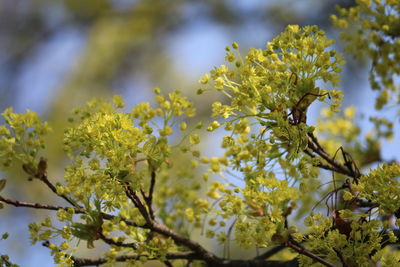 Close-up of yellow flowering plant on tree