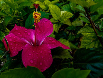 Close-up of wet red flower blooming outdoors