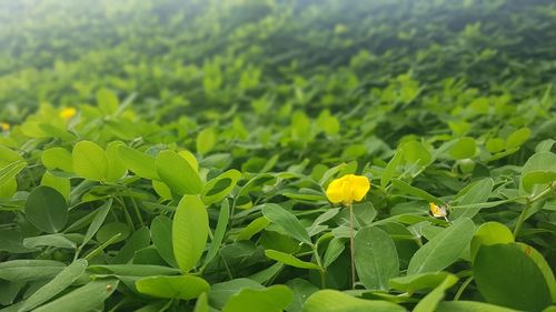 Close-up of yellow flowering plant on field