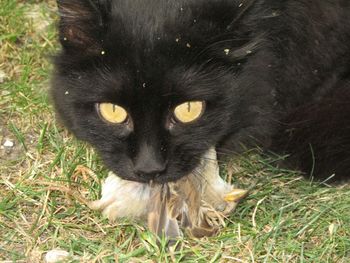 Portrait of black cat on grass