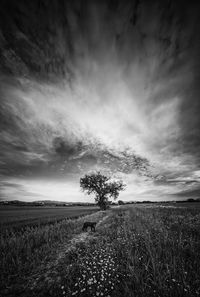 Scenic view of field against sky