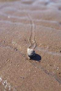 High angle view of shell on sand