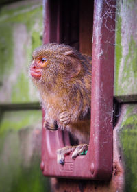 Close-up of monkey looking away