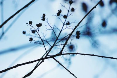 Low angle view of flower tree against sky