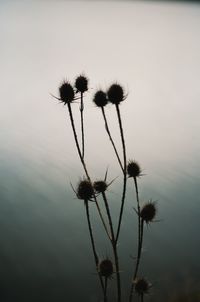 Close-up of thistle against sky during sunset