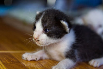 Close-up of cat looking away