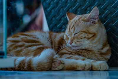 Close-up of cat sleeping