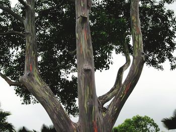 Low angle view of tree against sky