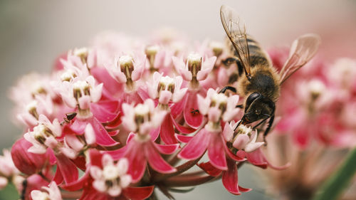 Close-up of bee pollinating on pink flower