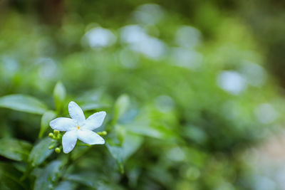 Close-up of white flowering plant