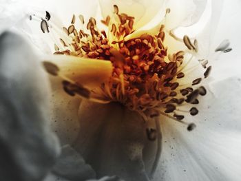 Close-up of flower against blurred background