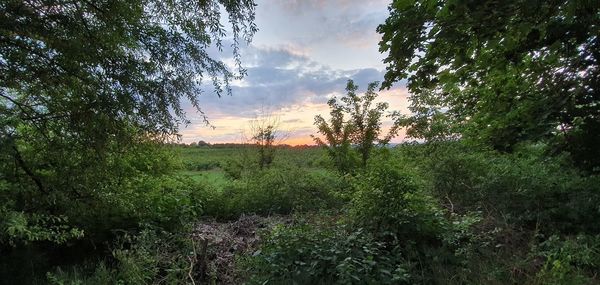 Trees growing on field against sky during sunset