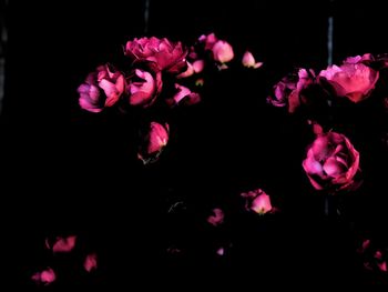 Close-up of pink flowers