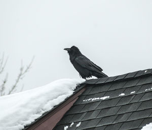 Raven on roof against sky during winter