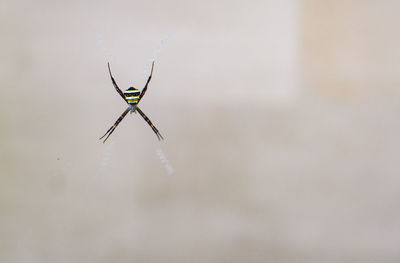 Close-up of spider