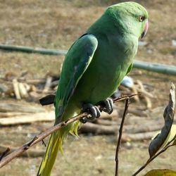 Close-up of bird perching outdoors