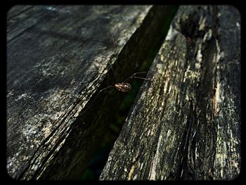 Close-up of tree trunk