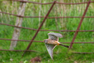 Close-up of a bird flying