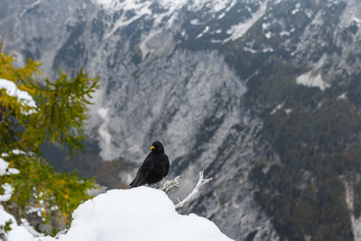 Black bird, an alpine chough perching on branch in mountains in winter