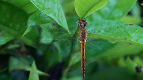 Close-up of insect on plant