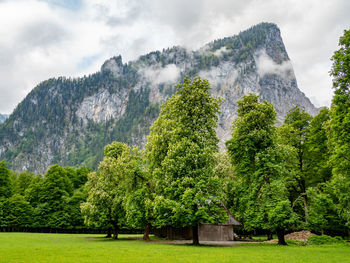 Scenic view of trees against sky