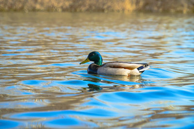 Duck swimming in lake