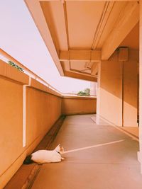 View of a cat lying on wall