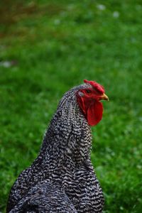 Close-up of a bird on field