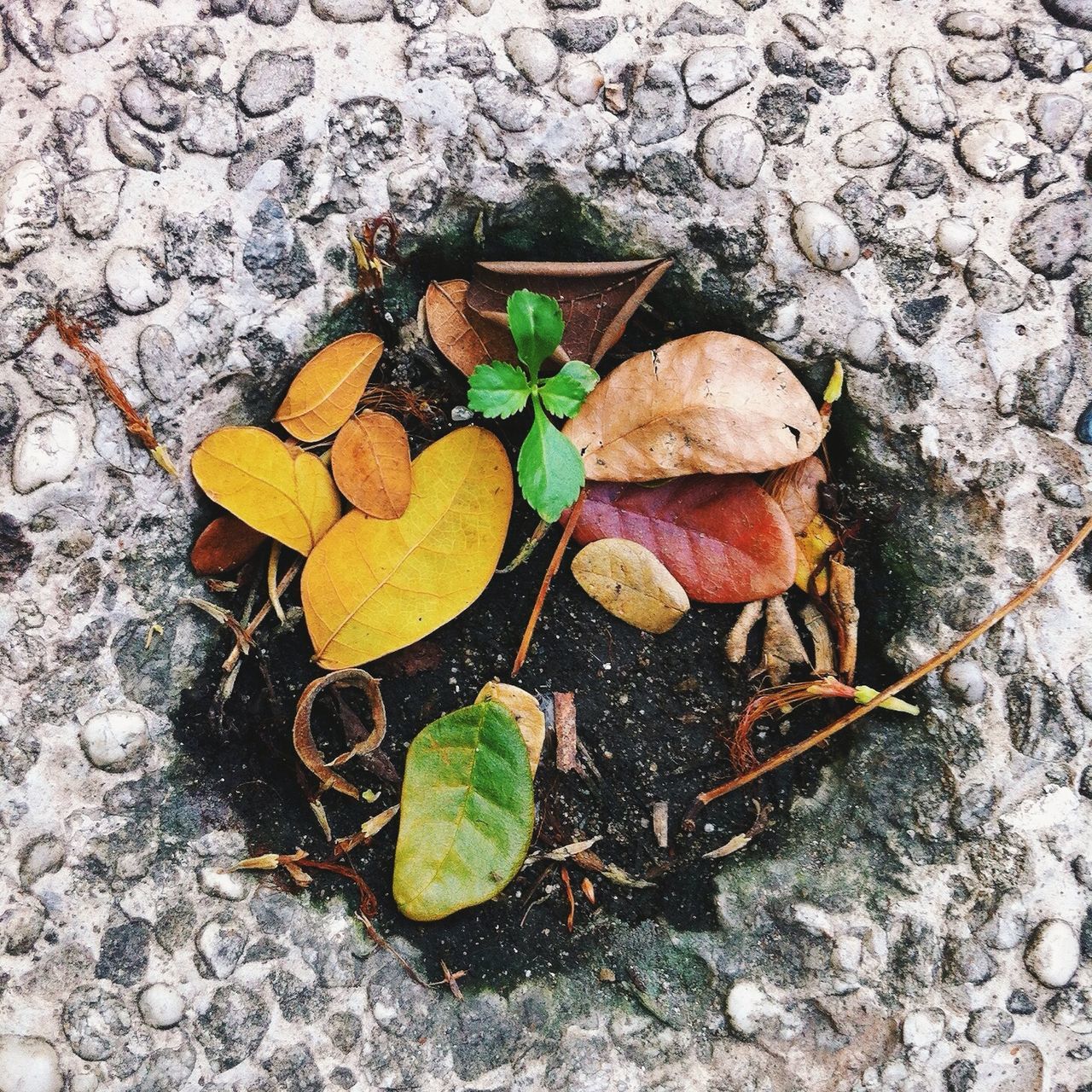 leaf, autumn, high angle view, change, dry, leaves, fallen, fragility, nature, season, ground, close-up, yellow, day, outdoors, no people, directly above, plant, leaf vein, growth