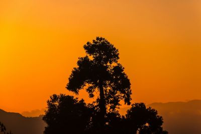 Low angle view of silhouette tree against orange sky