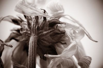 Close-up of wilted rose outdoors