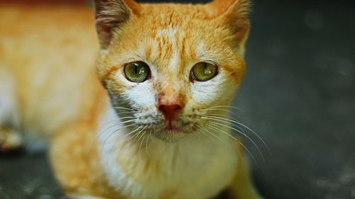 Close-up portrait of ginger cat