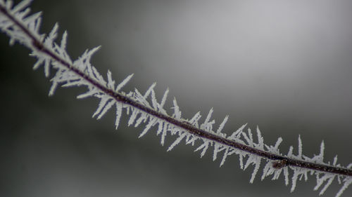 Close-up of frost on branch against sky