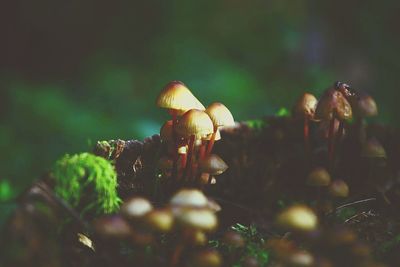 Close-up of fungus growing on tree trunk