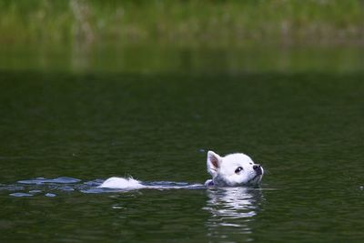 Portrait of duck swimming in lake
