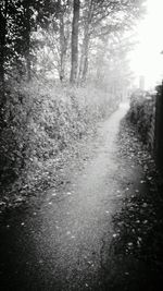 Footpath amidst trees in forest during autumn