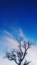 Low angle view of bare trees against blue sky