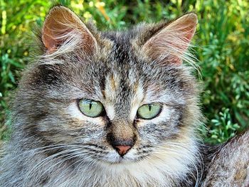 Close-up portrait of a cat