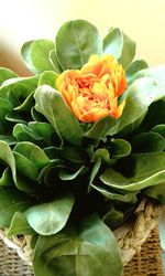 Close-up of flower blooming outdoors