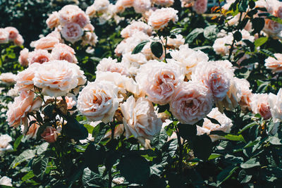 Close-up of white roses