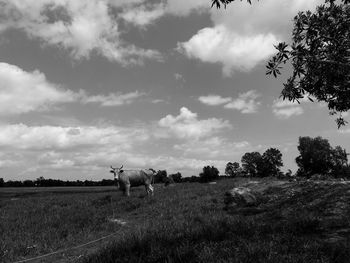 Hay bales on landscape against clouds