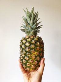 Close-up of hand holding cactus against white background