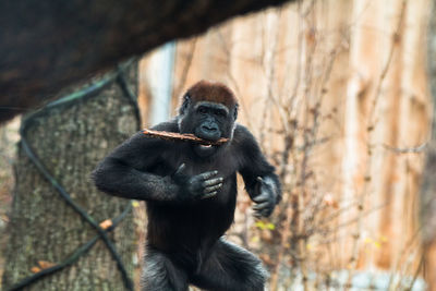 Portrait of gorilla by tree in forest