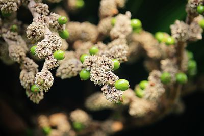 Close-up of berries on plant